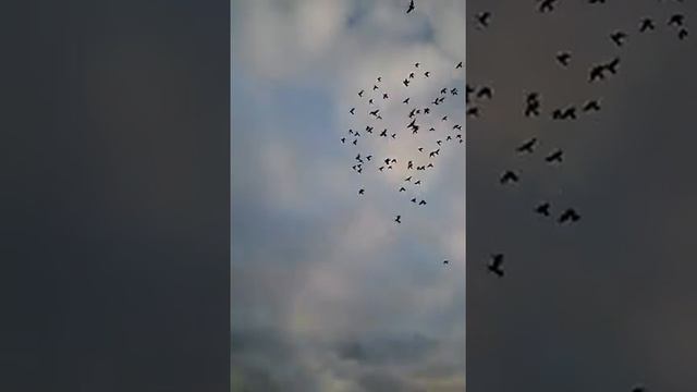 Голуби высоколетные
