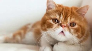 ?МЯУКАНЬЕ КОТА?ВАШ КОТ СОЙДЁТ С УМА ОТ ЭТОГО ЗВУКА?
