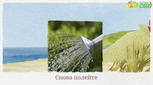 Посадка шелковицы - как правильно посадить шелковицу