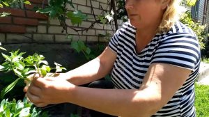 Очиток обыкновенный - размножение зелеными черенками!