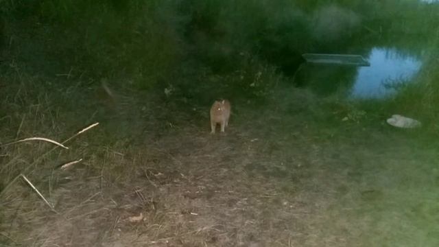 Кошка и котёнок играют с мышкой! Забавные животные, рыжая кошка Мурка. смотреть онлайн