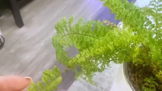 Фитильный полив комнатных растений: плюсы и минусы