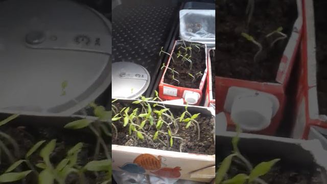 #томатХурма #московскаяобласть #помидор#рассада2022 #ногинск #рассадапомидор#щелково# смотреть онлайн