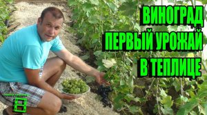 ВИНОГРАД. ПЕРВЫЙ УРОЖАЙ В ТЕПЛИЦЕ. СОСТОЯНИЕ ВИНОГРАДНИКА НА УЛИЦЕ. СЕВЕРНЫЙ ВИНОГРАДНИК С "0"