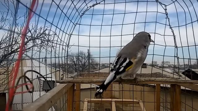 седоголовый щегол 2017