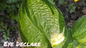Хоста сорт Eye Declare окрас листьев в сентябре...меняет свой яркий наряд на более спокойный тон