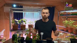 Супер способ. Как вырастить очень сладкий арбуз в канализационной трубе!