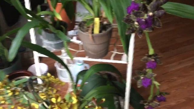 Как ПОЛИВАТЬ орхидеи БЫСТРО И БЕЗОПАСНО