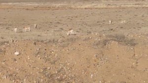 Сайгаки в Гоби