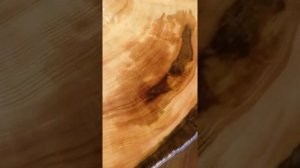 Слэб кедра: поперечный спил