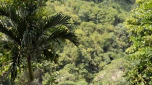 Загадочный Убуд | мы в джунглях | обзор отеля Pita Maha Resort & Spa