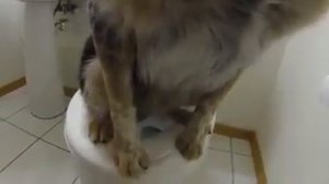собака на унитазе - smart dog in WC