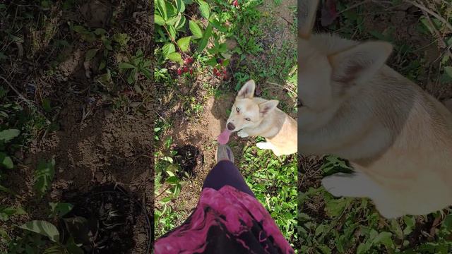 Ежевика Небеса могут подождать. Heaven can wait blackberry.