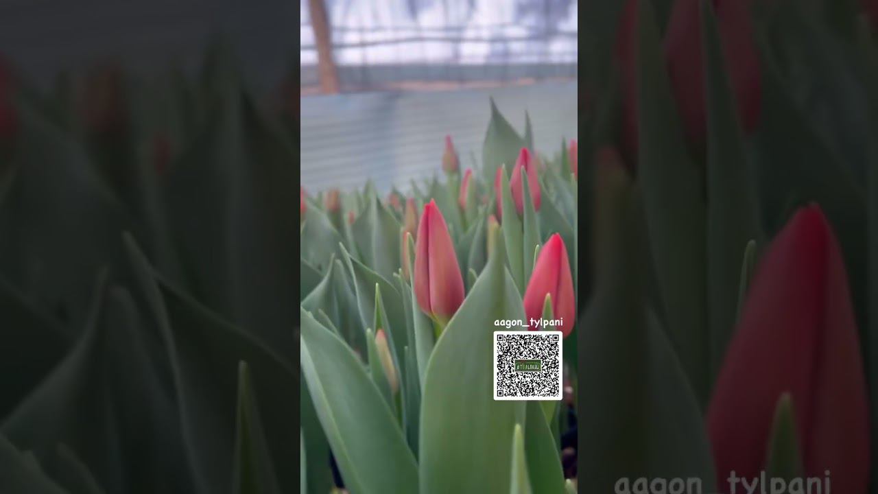 Для заказа переходите на WhatsApp по QR-коду в чат #тюльпаны #тюльпаныоптом #выгонкатюльпанов