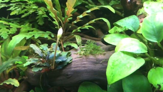 Начало эксперимента с криптокориной Фламинго. Рассадил мох Рикардия. Немного о мхе Феникс смотреть онлайн