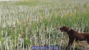 курцхаар и пойнтер