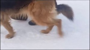 Зачем собаке обувь?