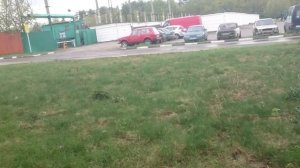 Ясенелистный клён размножается быстро