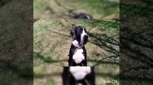 Немецкий Дог дрессировка