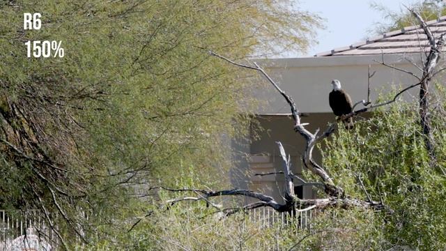 R6 vs M6 Mark II: 120fps Slow Motion With Samples