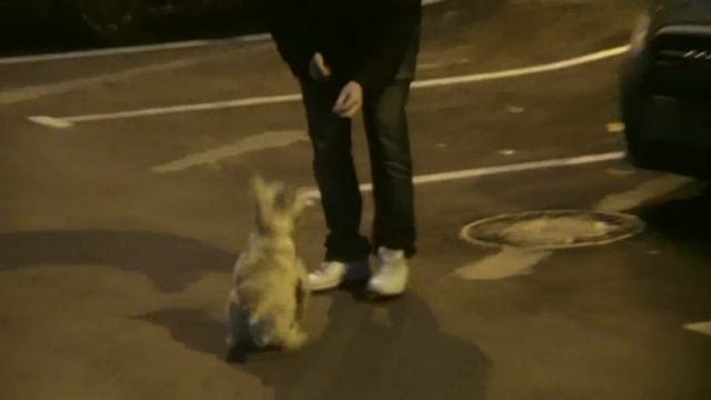 Дрессировка скотч терьера Http://dogclass.ru/