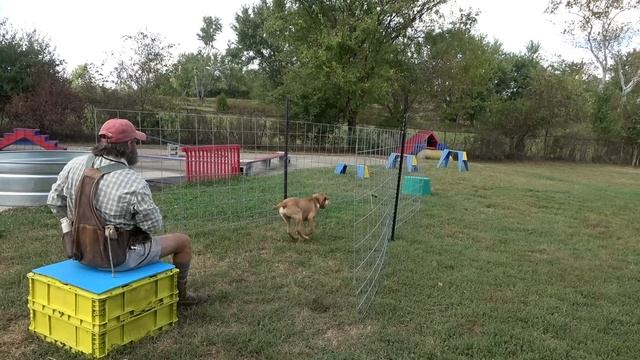 Labrador Retriever Training - Force Fetch vs Inductive Retrieve