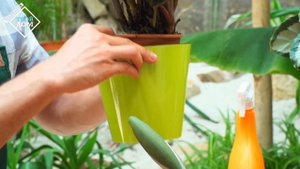 Маранта — правила ухода в домашних условиях