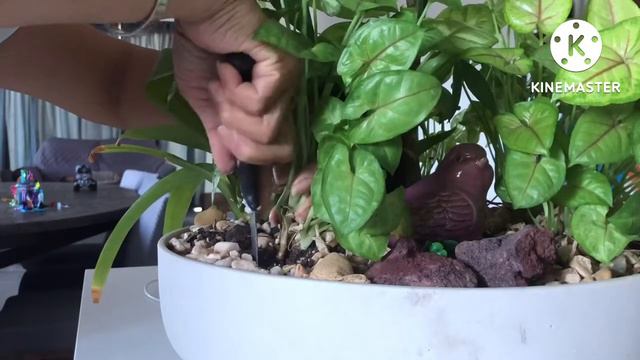 Syngonium Plant Water And Soil Propagation