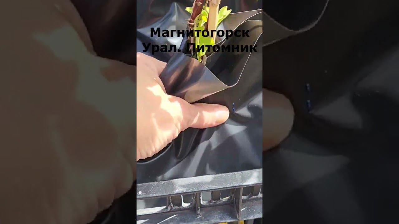 Саженцы клематисов. Питомник. Спрашивайте каталог на вацап 89193271772 смотреть онлайн