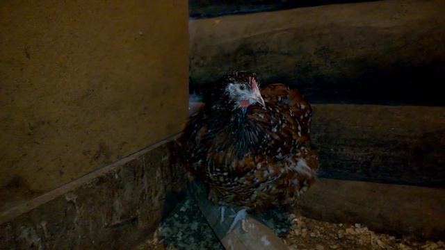 Самое лучшее лекарство для куриц // Новости// Мое хозяйство смотреть онлайн