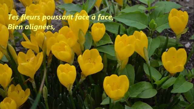 Le Sternbergia lutea dit crocus d’automne смотреть онлайн