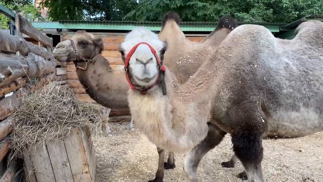 Парк "Березовая роща" | Новосибирск | 2021 смотреть онлайн