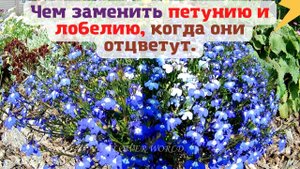 Чем заменить петунию и лобелию, когда они отцветут.?