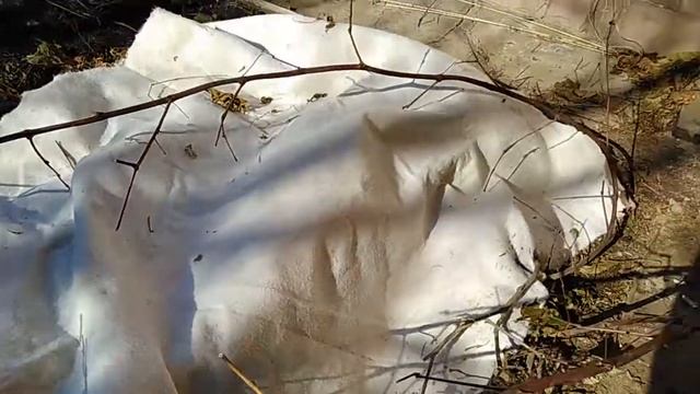 Укрытие на зиму винограда Альфа смотреть онлайн