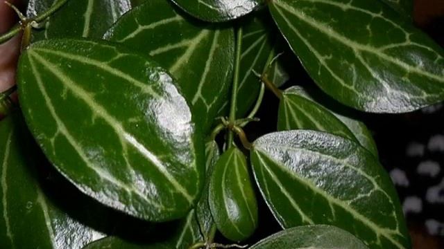 Дисхидия русифолия — Овата, Миллион сердец, Сингулярис и русколистая смотреть онлайн