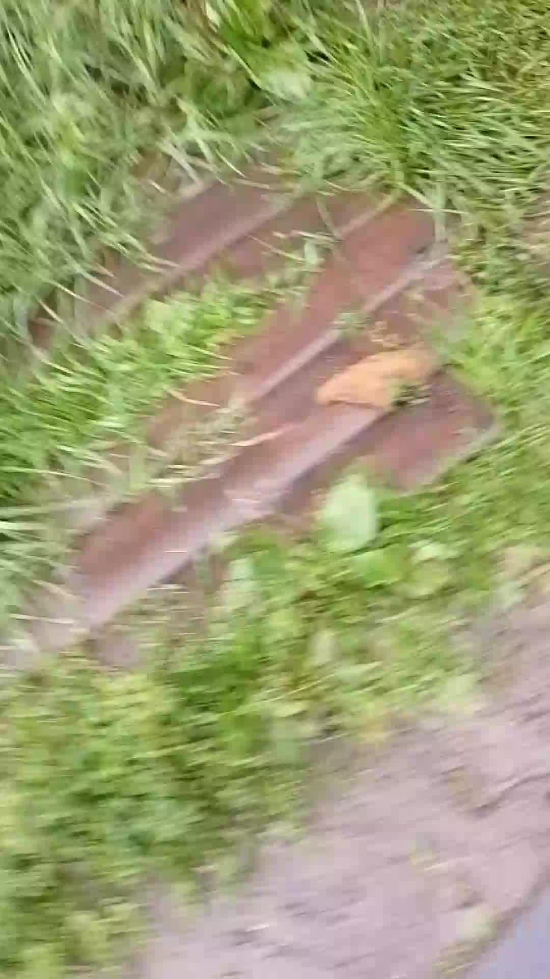 туту