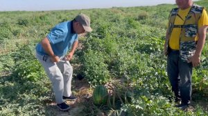 Қарбыз Мадрид F1 / Арбуз Мадрид F1 в Казахстане, Туркестанской области, Жетысай, Июнь 2023