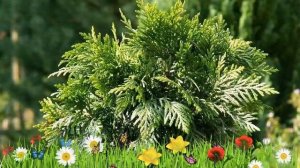 Туя западная (grune kugel) ? Обзор: посадка и уход. крупномеры туи : описание и особенности