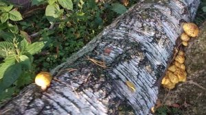 Отличный сбор грибов! Нашел королевские опята! /Excellent honey mushroom picking!