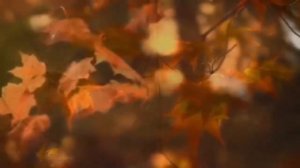 Вивальди   Осень  1