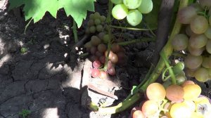 Сорт винограда Ливия