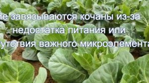Почему не завязываются кочаны у капусты
