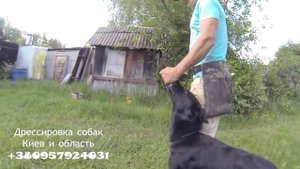 154. Команда рядом. Учим собаку ходить рядом