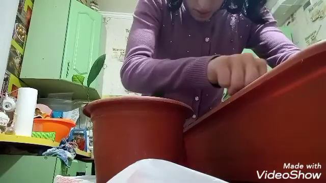 Пересадка лимонного дерева