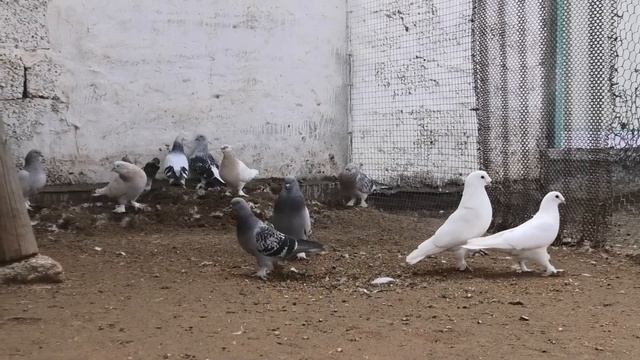 Турецкая такла Павла Юрьевича в Астрахани! смотреть онлайн