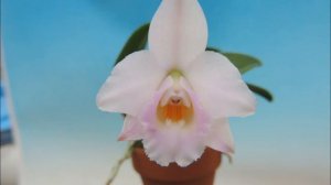 Cattleya alaorii　(orchid)