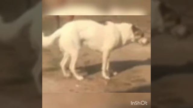 Астраханская движуха отдых Блогеры мы. смотреть онлайн