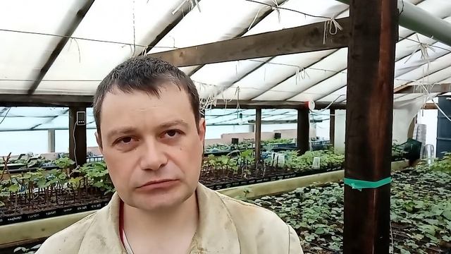 Информация для заказчиков ежевики, малины и клубники. смотреть онлайн