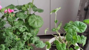 Когда лучше обрезать пеларгонию