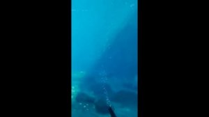 Животные Австралии ☺